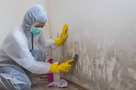 Trusted Holly Hill, FL Mold Removal Services Experts